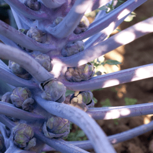 Close-up of purple stems with small buds in sunlight.
